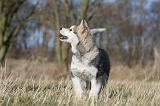 ALASKAN MALAMUTE 861